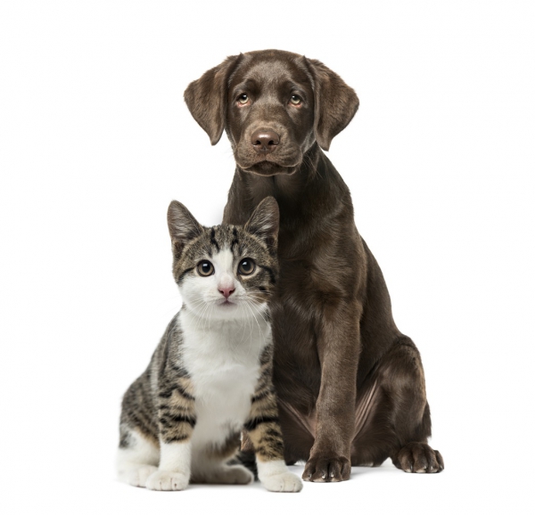 2022 Annual Rabies Clinics