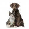 Ohio County Animal Shelter In Need